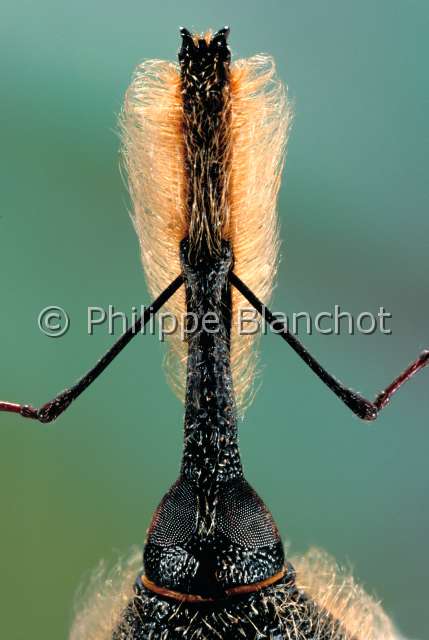 Rhinostomus oblitus.JPG - in "Portraits d'insectes" ed. SeuilRhinostomus oblitusCharancon barbuBearded weevilColeopteraCurculionidaeCuba